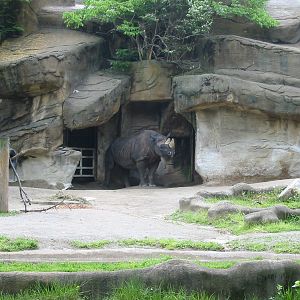 Cincinnati Zoo 2003 - Black Rhinoceros exhibit