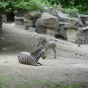 Cincinnati Zoo 2003 - Zebra exhibit