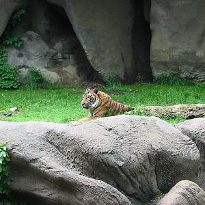 Cincinnati Zoo 2003 - Malayan Tiger