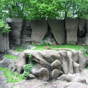 Cincinnati Zoo 2003 - Malayan Tiger exhibit