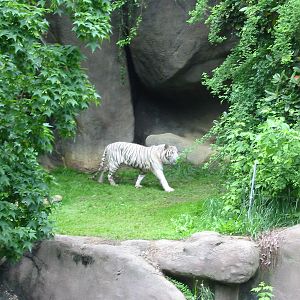 Cincinnati Zoo 2003 - White Tiger