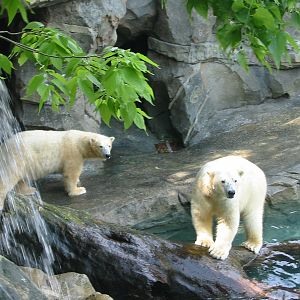 Cincinnati Zoo 2003 - Polar Bears