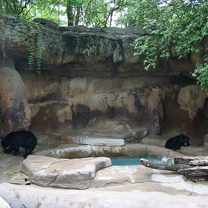 Cincinnati Zoo 2003 - American Black Bear exhibit