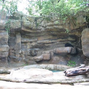 Cincinnati Zoo 2003 - Another American Black Bear exhibit