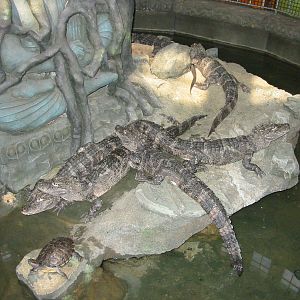 Cincinnati Zoo 2003 - Chinese Alligators in the central exhibit at the Rept