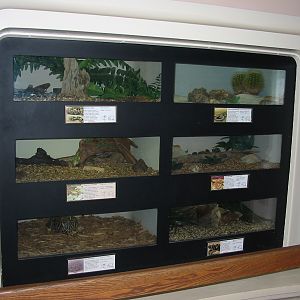 Cincinnati Zoo 2003 - Tortoise exhibits at the Reptile House