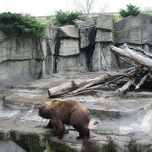 Cleveland Zoo 2003 - Grizzly Bear exhibit in the Northern Trek