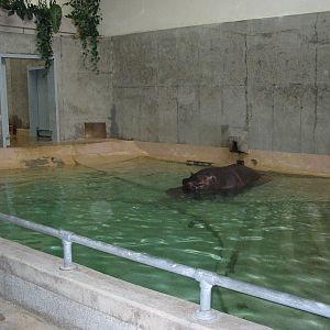 Cleveland Zoo 2003 - Hippopotamus inside the old Pachyderm House