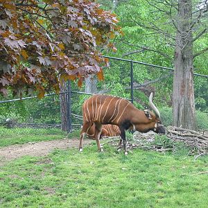 Cleveland Zoo 2003 - Bongo