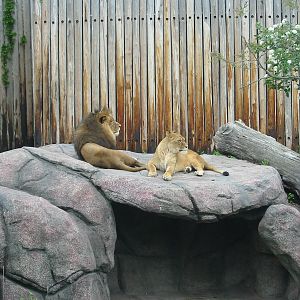 Cleveland Zoo 2003 - African Lions