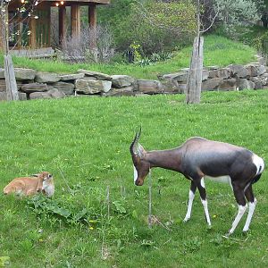 Cleveland Zoo 2003 - Bontebok and offspring