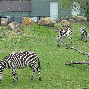 Cleveland Zoo 2003 - Grants Zebra exhibit