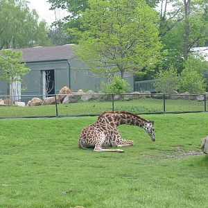 Cleveland Zoo 2003 - Masai Giraffe