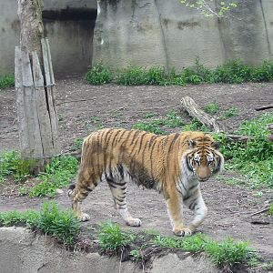 Cleveland Zoo 2003 - Siberian Tiger in the Northern Trek