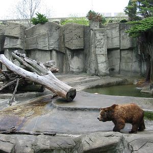 Cleveland Zoo 2003 - Grizzly Bear exhibit in the Northern Trek