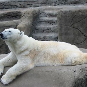 Cleveland Zoo 2003 - Polar Bear in the Northern Trek