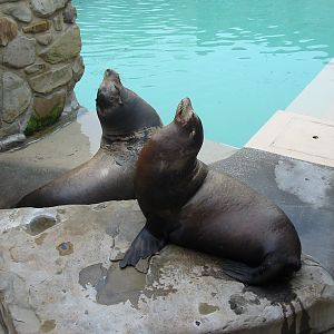 Cleveland Zoo 2003 - California Sea Lions in the Northern Trek