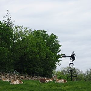 Columbus Zoo 2003 - Pronghorn in the great North America section