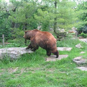 Columbus Zoo 2003 - Grizzly Bear in the great North America section