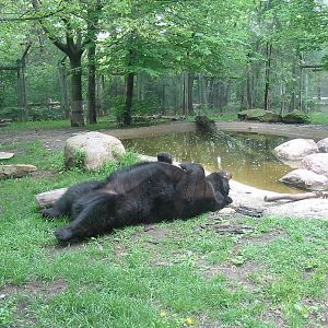 Columbus Zoo 2003 - Black Bear in the great North America section