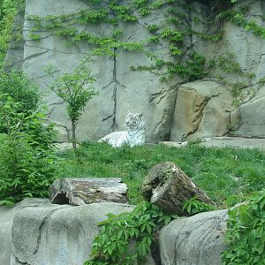 Columbus Zoo 2003 - White Tiger