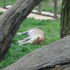Columbus Zoo 2003 - African Leopard