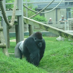 Columbus Zoo 2003 - Majestic Silverback Gorilla on the move