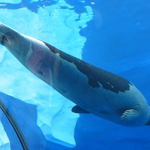 Detroit Zoo 2003 - Harp Seal underwater in the Artic Ring of Life