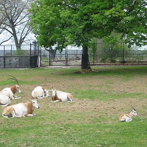 Detroit Zoo 2003 - Scimitar-Horned Oryx and a small gazelle of which specie