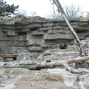 Detroit Zoo 2003 - Brown Bear grotto