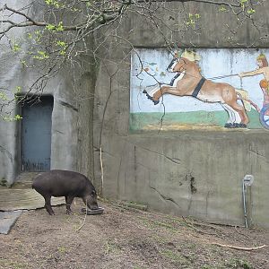 Detroit Zoo 2003 - Part of the Brazilian Tapir exhibit