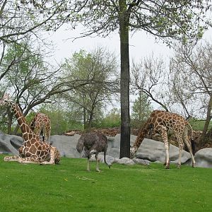 Detroit Zoo 2003 - Part of the Giraffe and Ostrich exhibit