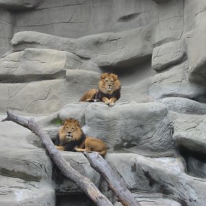 Detroit Zoo 2003 - African Lions