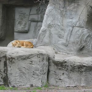 Detroit Zoo 2003 - African Lioness