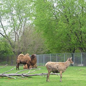 Detroit Zoo 2003 - Bactrian Camel exhibit