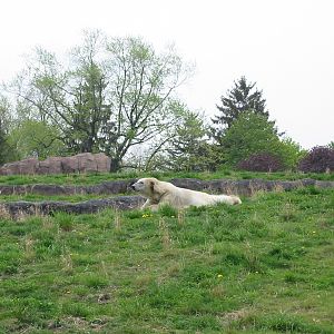 Detroit Zoo 2003 - Part of the Polar Bear exhibit in the Artic Ring of Life