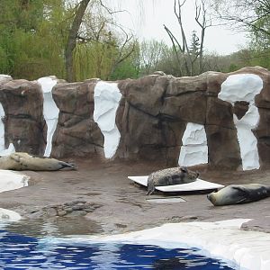 Detroit Zoo 2003 - Seal exhibit in the Artic Ring of Life