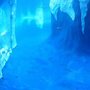 Detroit Zoo 2003 - Underwater exhibit in the Artic Ring of Life