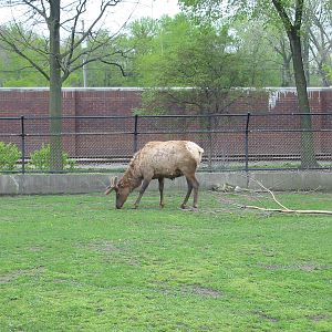 Detroit Zoo 2003 - Elk buck