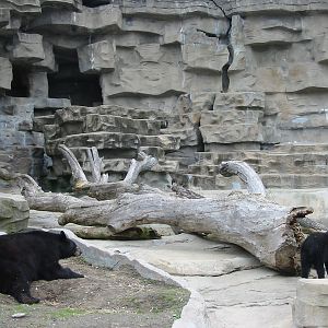 Detroit Zoo 2003 - American Black Bear and cub