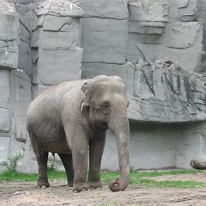 Detroit Zoo 2003 - Asiatic Elephant