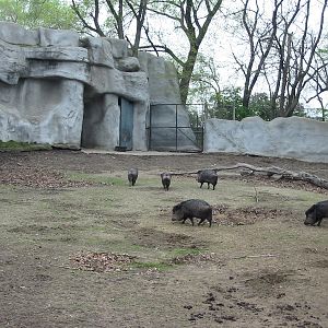 Detroit Zoo 2003 - Collared Peccary exhibit