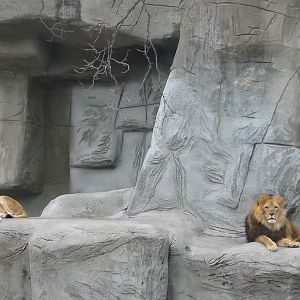 Detroit Zoo 2003 - African Lions