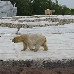 Detroit Zoo 2003 - Polar Bears in the Artic Ring of Life