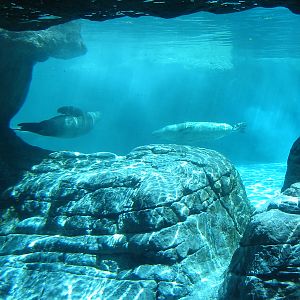 Indianapolis Zoo 2003 - Mixed Pinniped exhibit underwater viewing