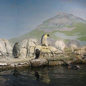 Indianapolis Zoo 2003 - Mixed Penguin exhibit