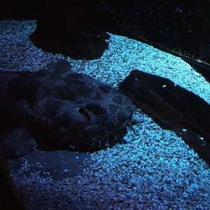 Spotted Wobbegong at Brighton SeaLife Centre 13/03/10