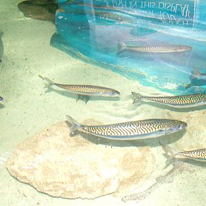 Mackerel at Brighton SeaLife Centre 13/03/10