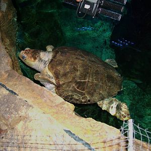 Loggerhead Sea Turtle at Brighton SeaLife Centre 13/03/10