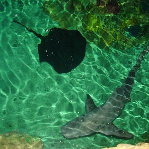 Sandbar Shark and Ray at Brighton SeaLife Centre 13/03/10